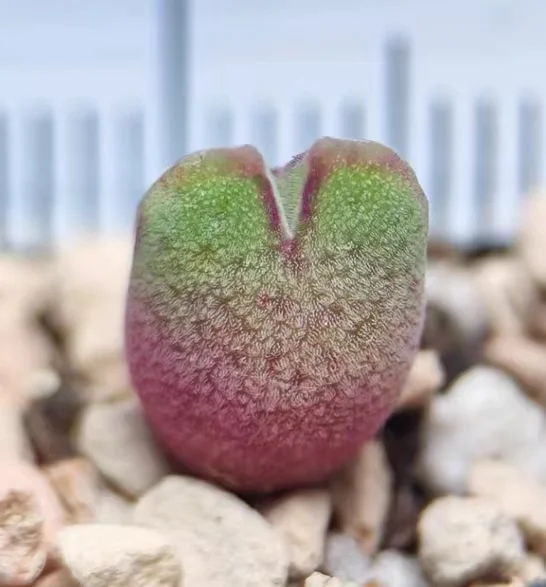 plant Aeonium Echeveria Haworthia  Caudex  Lithops Cactus  Agave 