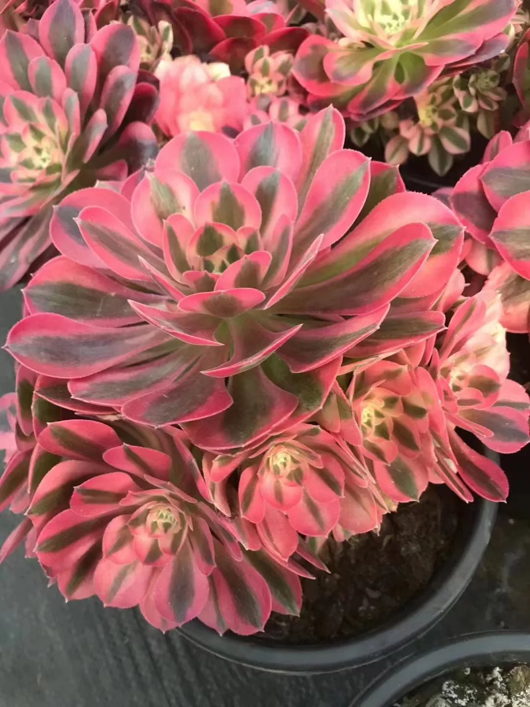 plant Aeonium Echeveria Haworthia  Caudex  Lithops Cactus  Agave 