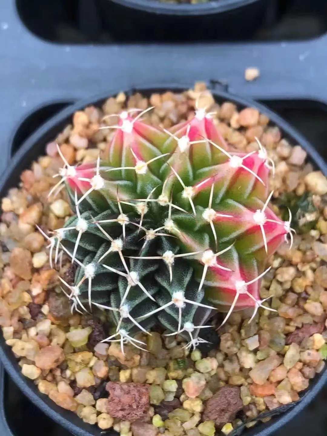plant Aeonium Echeveria Haworthia  Caudex  Lithops Cactus  Agave 