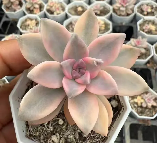 plant Aeonium Echeveria Haworthia  Caudex  Lithops Cactus  Agave 