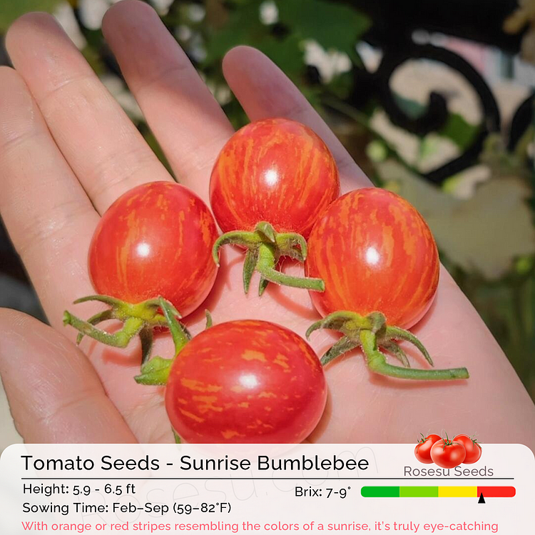 Cherry Tomato Seeds - Sunrise Bumblebee