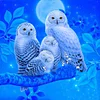 Owl | Full Round/Square Diamond Painting Kits