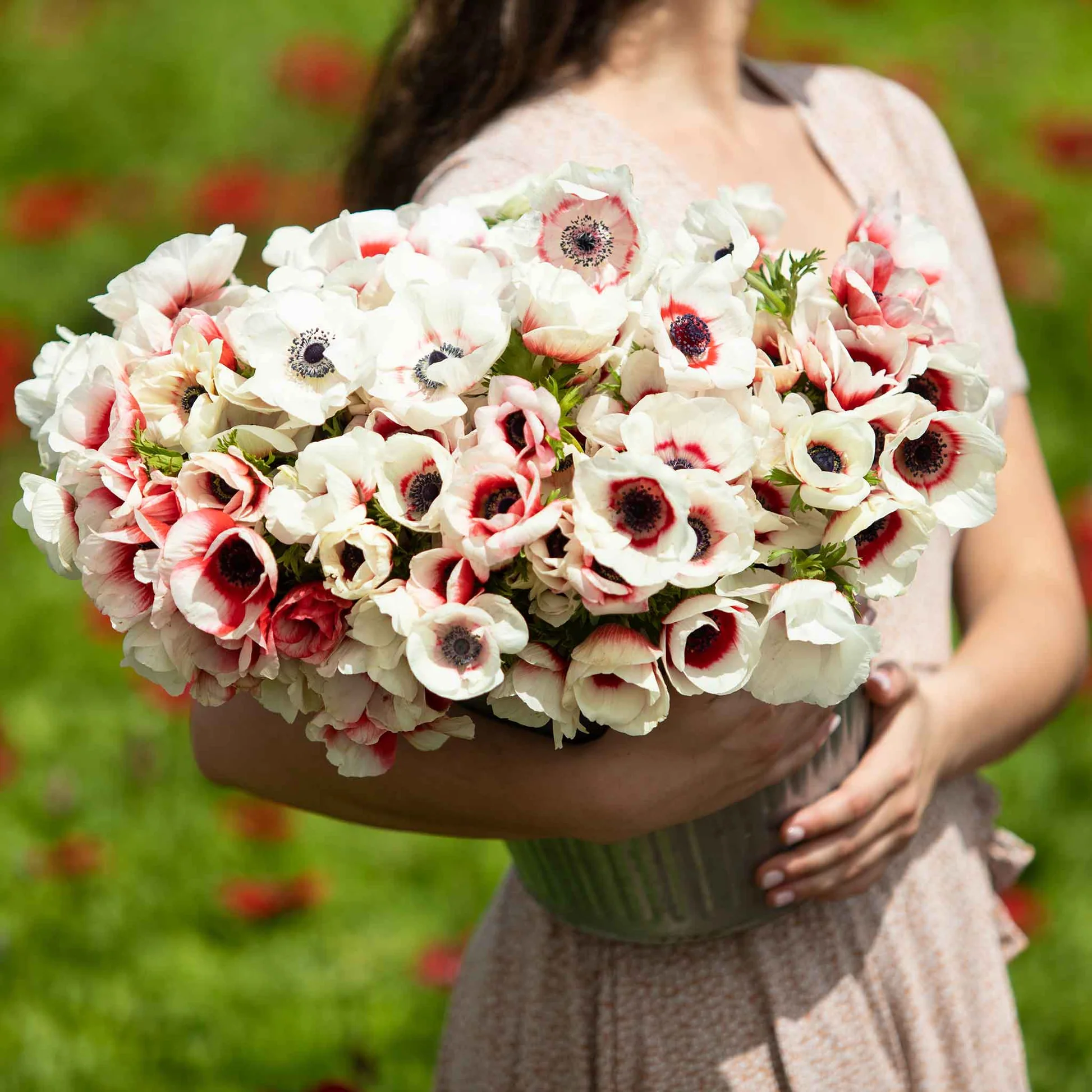 Rainbow Red-White Anemone Seeds