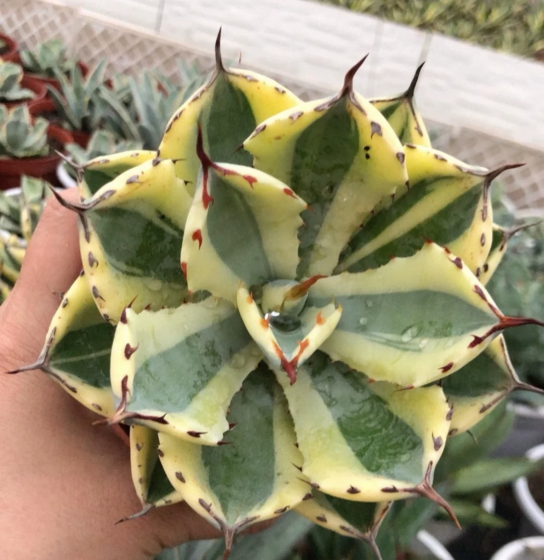 plant Aeonium Echeveria Haworthia  Caudex  Lithops Cactus  Agave 