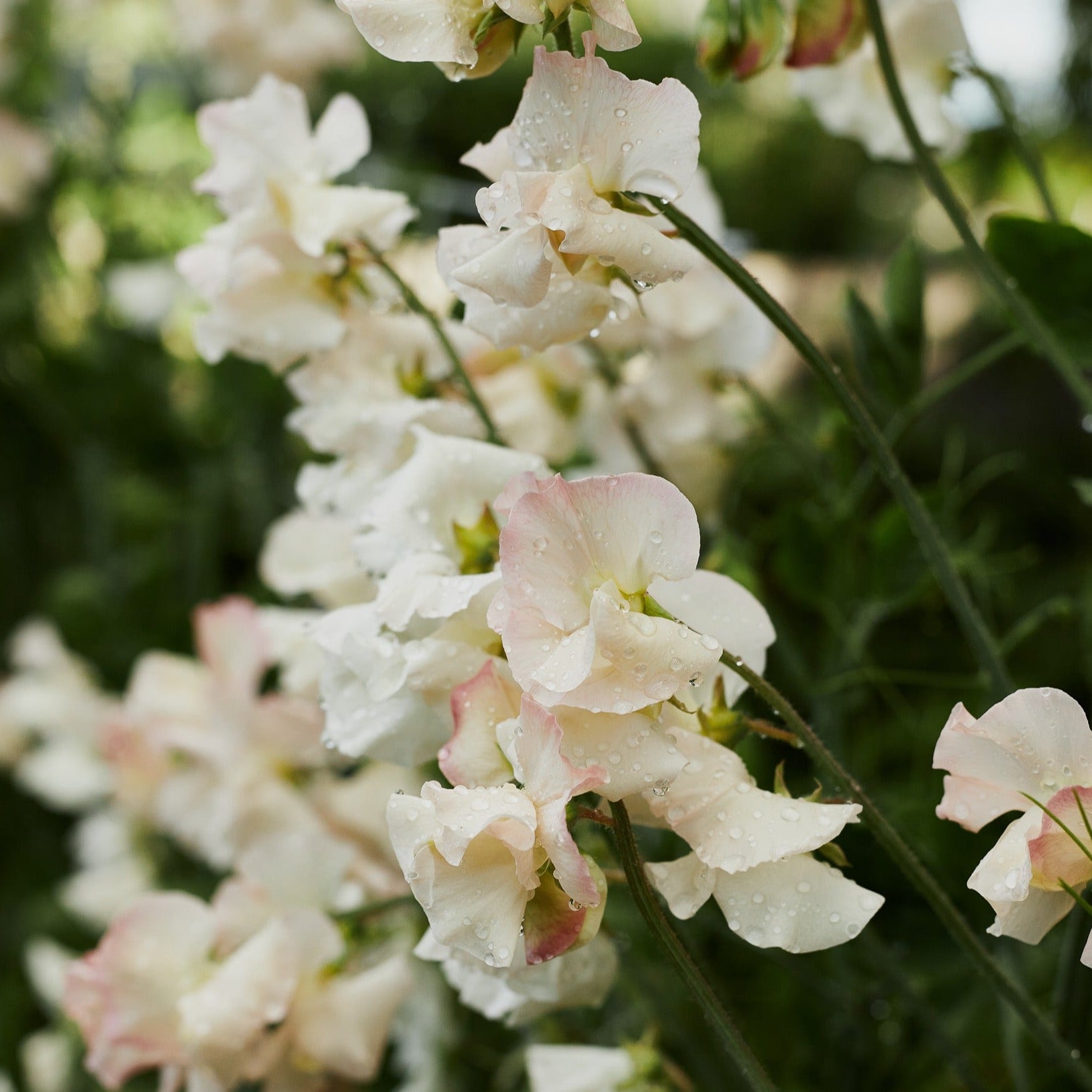 Sweet Pea Piggy Sue Flower | X 10 Seeds - AVAILABLE 2026