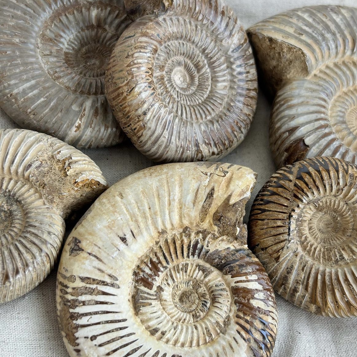 ammonite fossil meaning