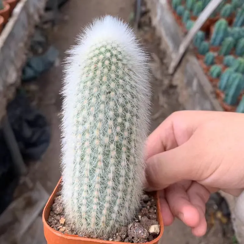 plant Aeonium Echeveria Haworthia  Caudex  Lithops Cactus  Agave 