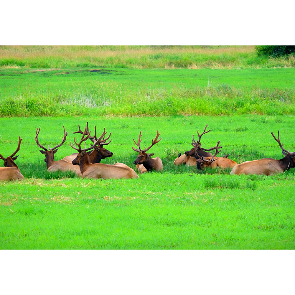

Grassland Elk - 1000 Pieces Jigsaw Puzzle, 501 Original