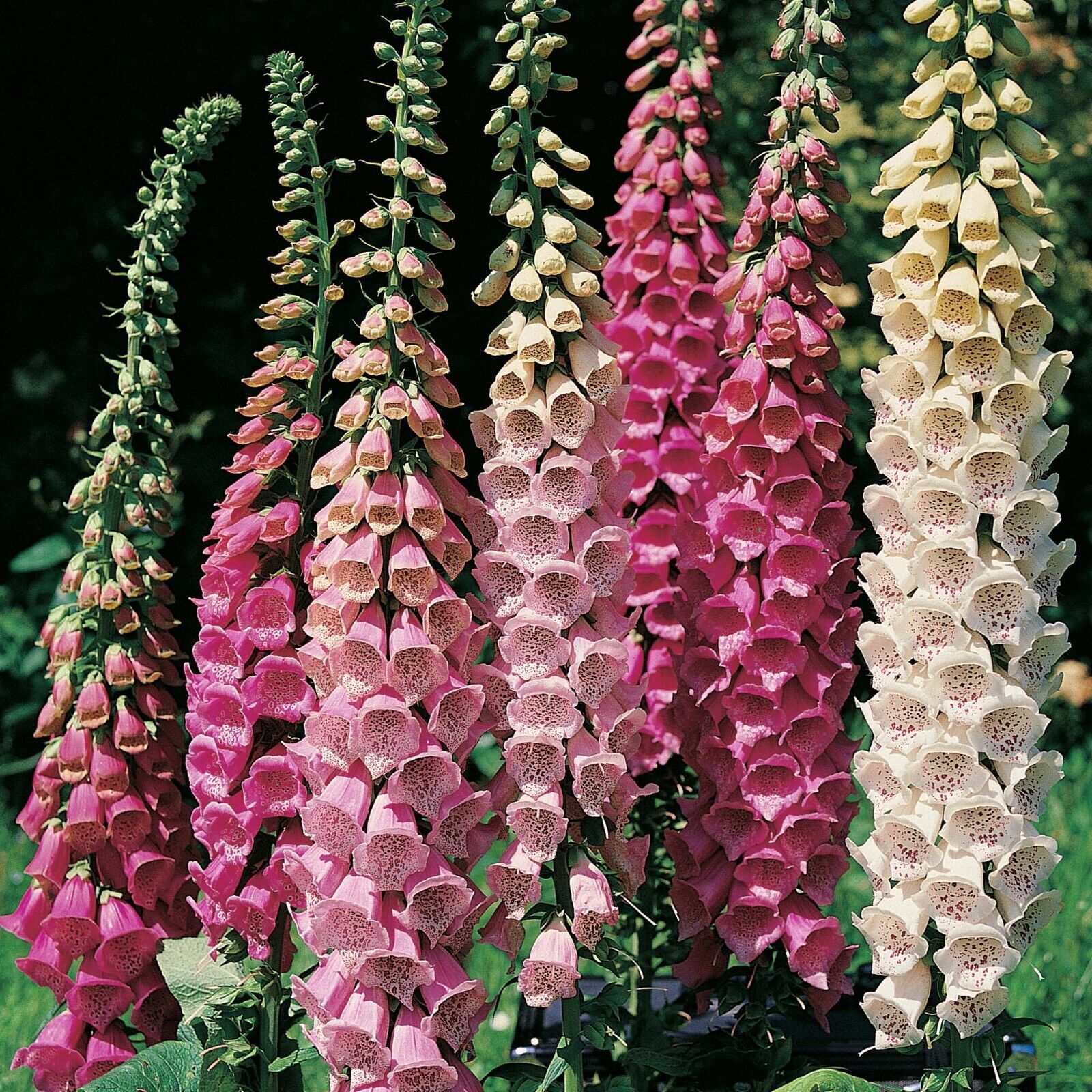 B130 Foxglove Mixed Colors Wildflower Seeds Jonyparkseed®