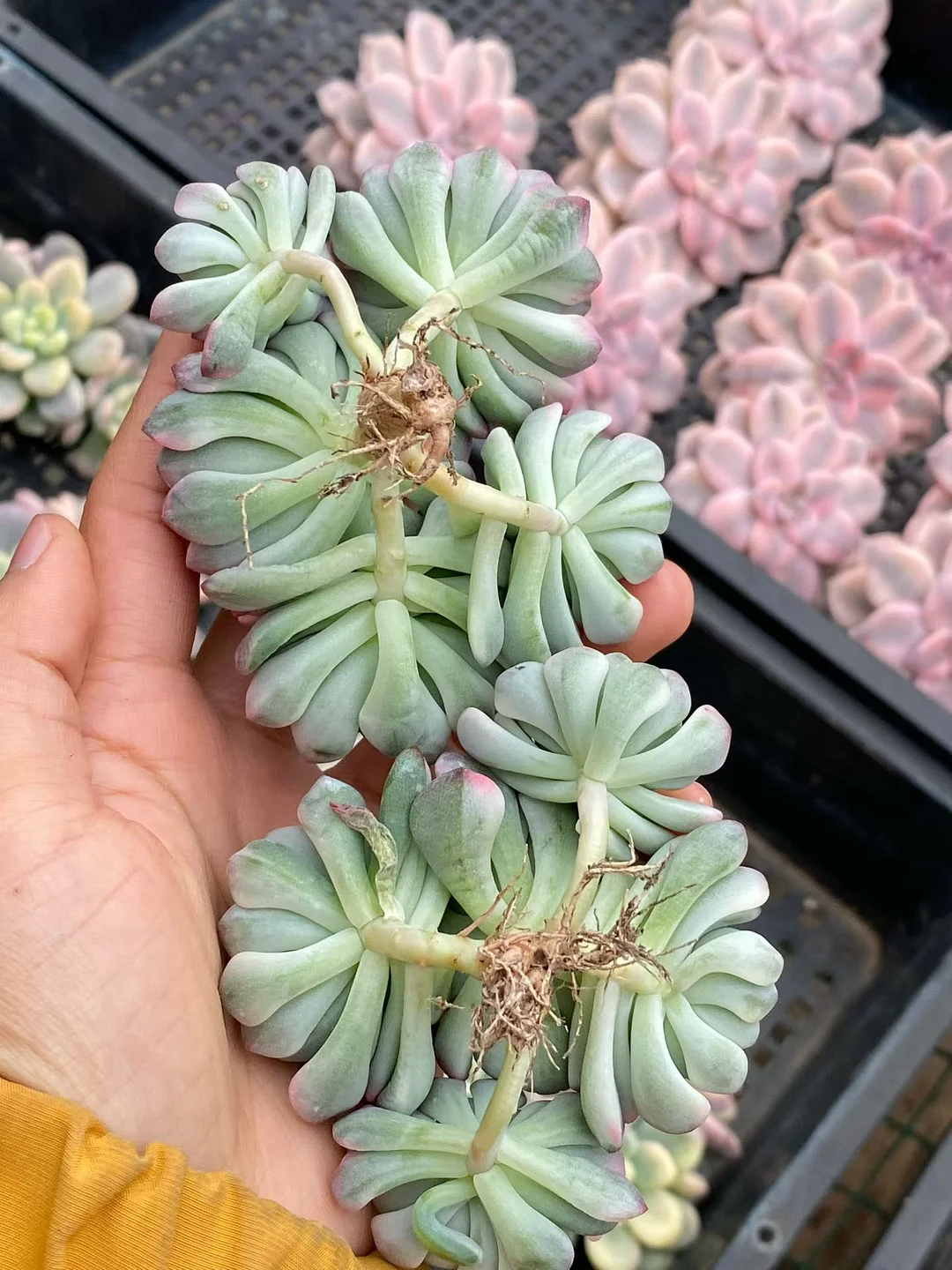 plant Aeonium Echeveria Haworthia  Caudex  Lithops Cactus  Agave 