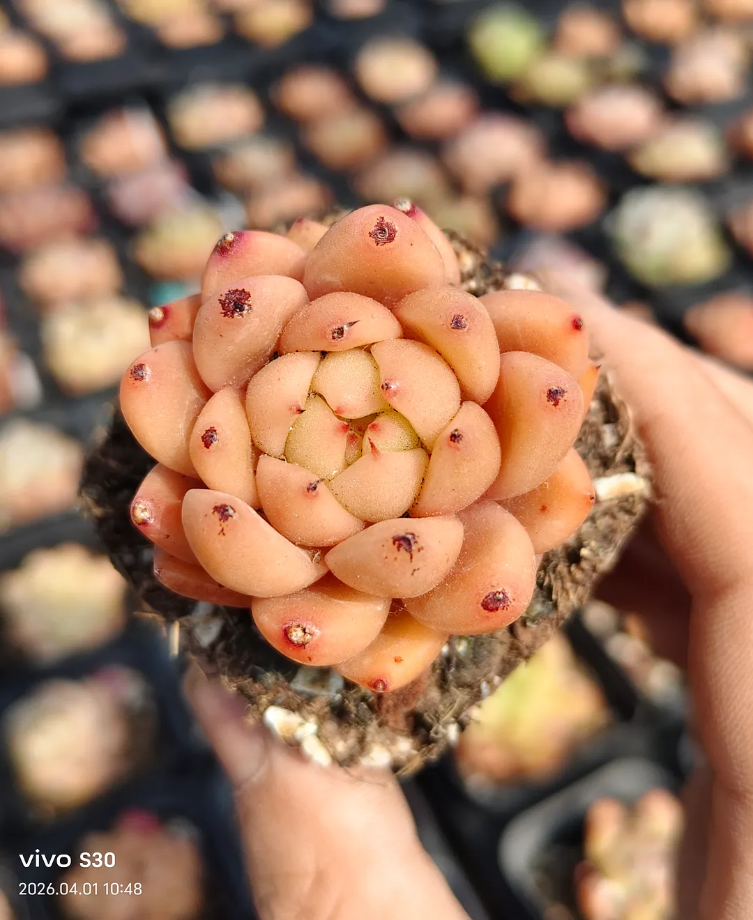 plant Aeonium Echeveria Haworthia  Caudex  Lithops Cactus  Agave 