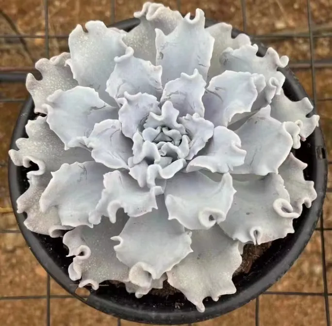 plant Aeonium Echeveria Haworthia  Caudex  Lithops Cactus  Agave 