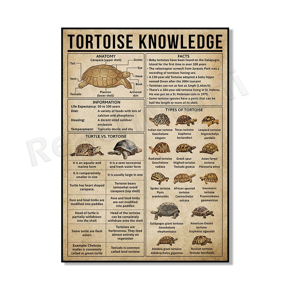 Cotton Tshirt Farm Chicken Breeds Knowledge Poster, Turtle Knowledge Poster, Owl Species Poster, Barn Owl Knowledge Poster, Animal Poster t -shirt Tee