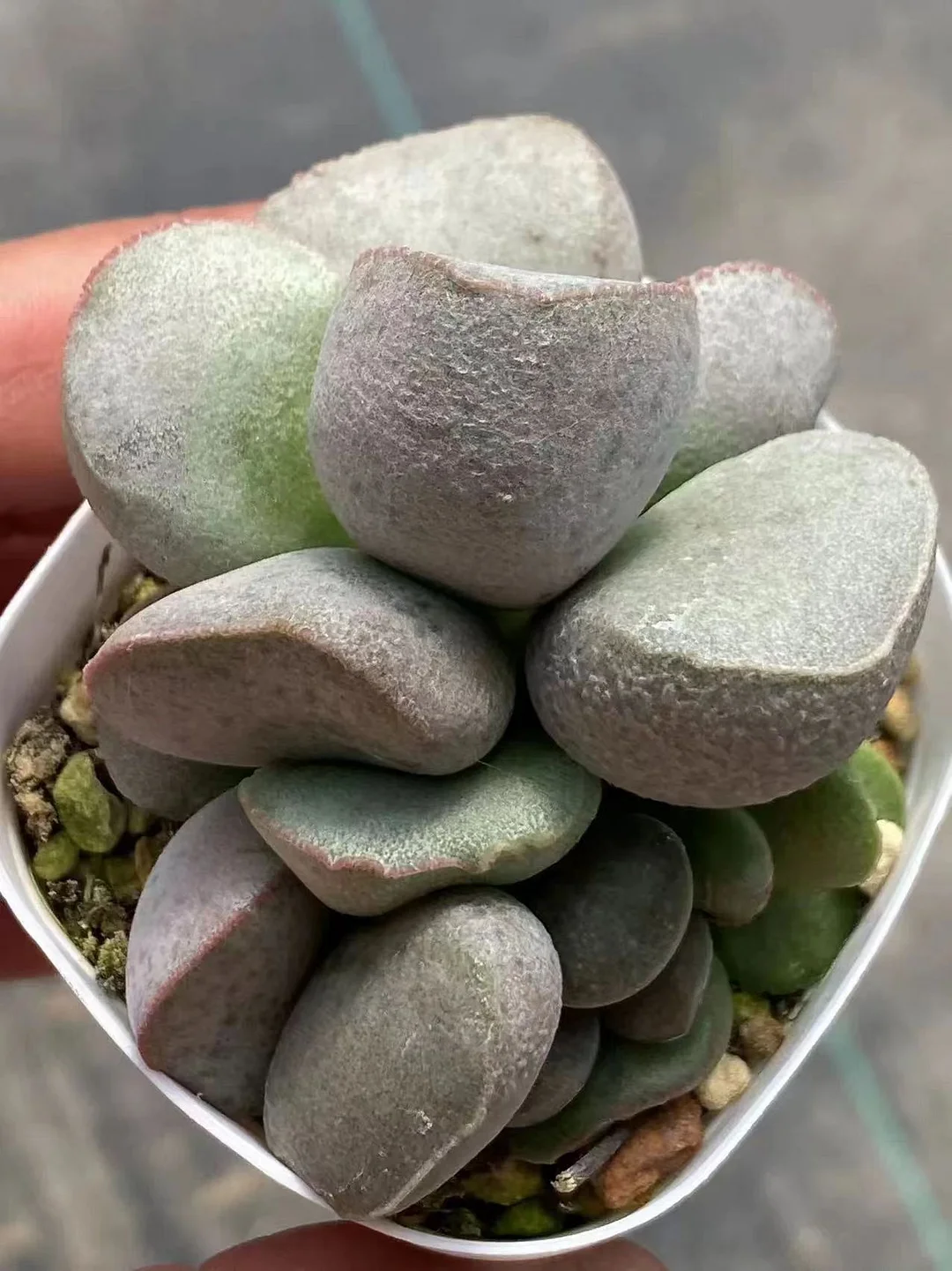 plant Aeonium Echeveria Haworthia  Caudex  Lithops Cactus  Agave 