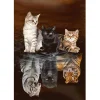 Cats  | Full Round Diamond Painting Kits