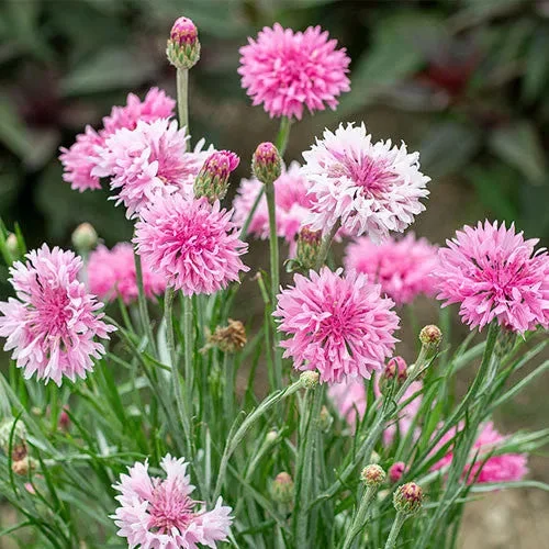 Rosa Centaurea Cyanus Blumensamen