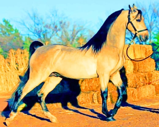 

Arabic Horse – Paint By Numbers - 40*50CM, 501 Original