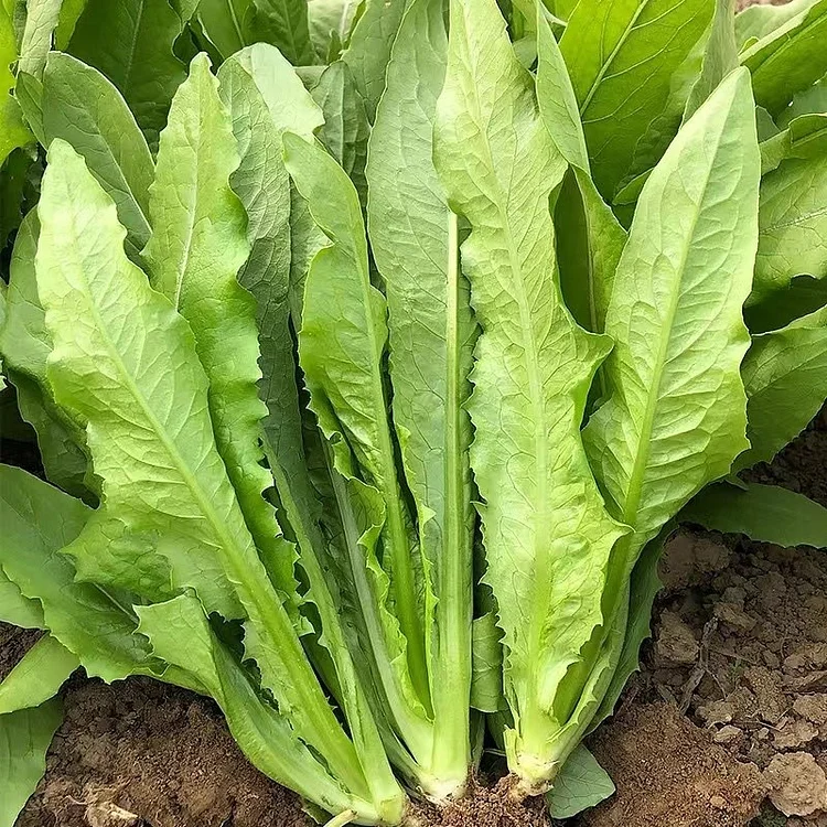 Sweet Leaf Lettuce Seeds