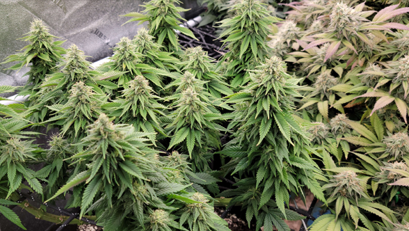 Achieve Higher Yields and Faster Growth with the Growline 720 LED Grow Light