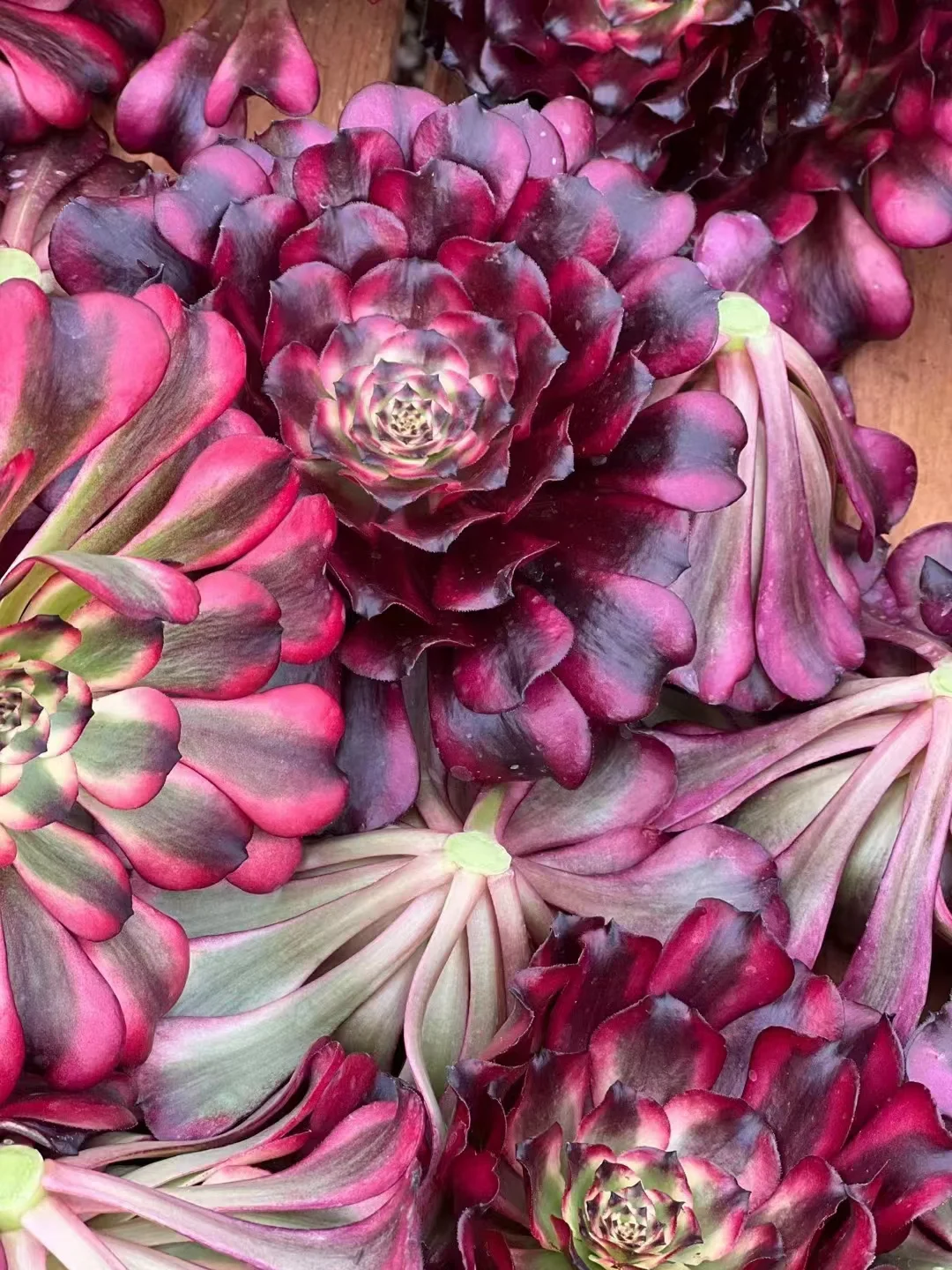 plant Aeonium Echeveria Haworthia  Caudex  Lithops Cactus  Agave 