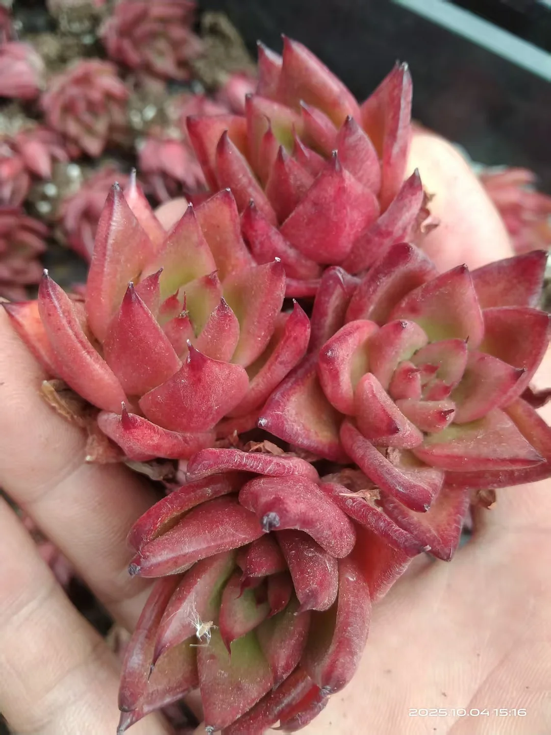 plant Aeonium Echeveria Haworthia  Caudex  Lithops Cactus  Agave 