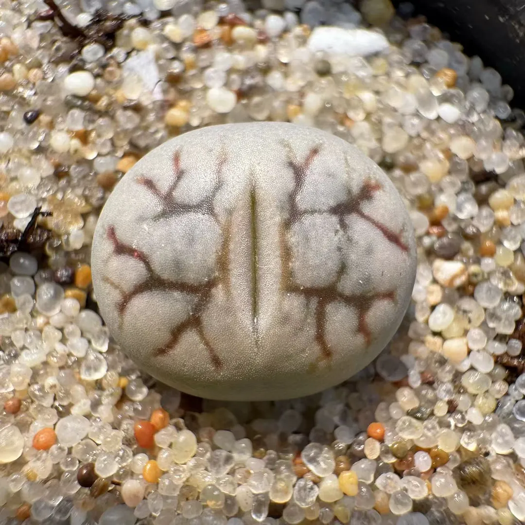 plant Aeonium Echeveria Haworthia  Caudex  Lithops Cactus  Agave 