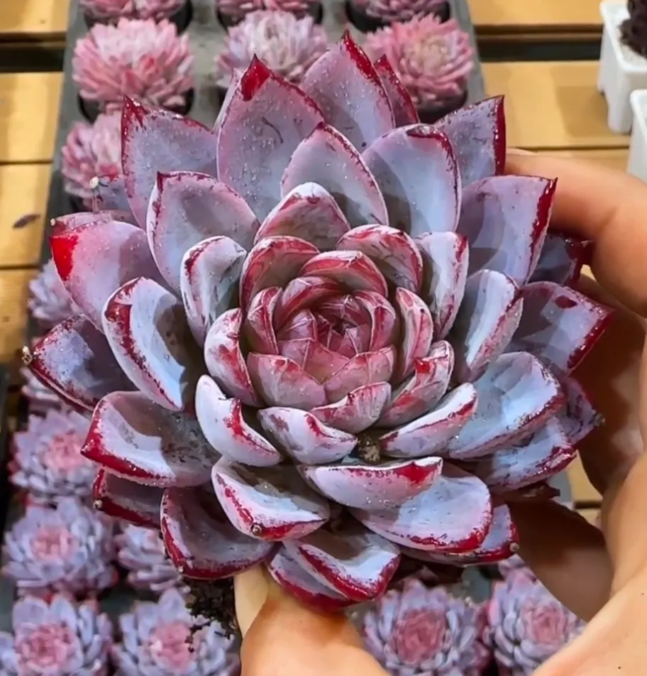 plant Aeonium Echeveria Haworthia  Caudex  Lithops Cactus  Agave 