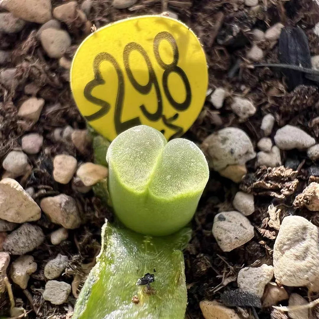 plant Aeonium Echeveria Haworthia  Caudex  Lithops Cactus  Agave 