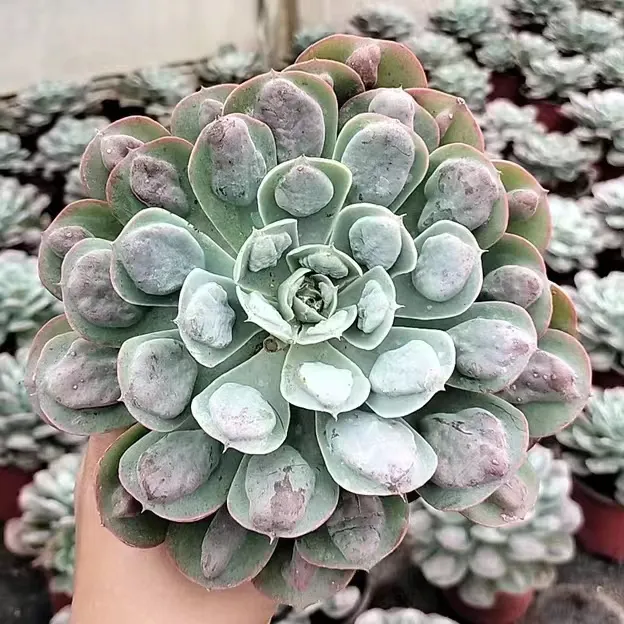 plant Aeonium Echeveria Haworthia  Caudex  Lithops Cactus  Agave 