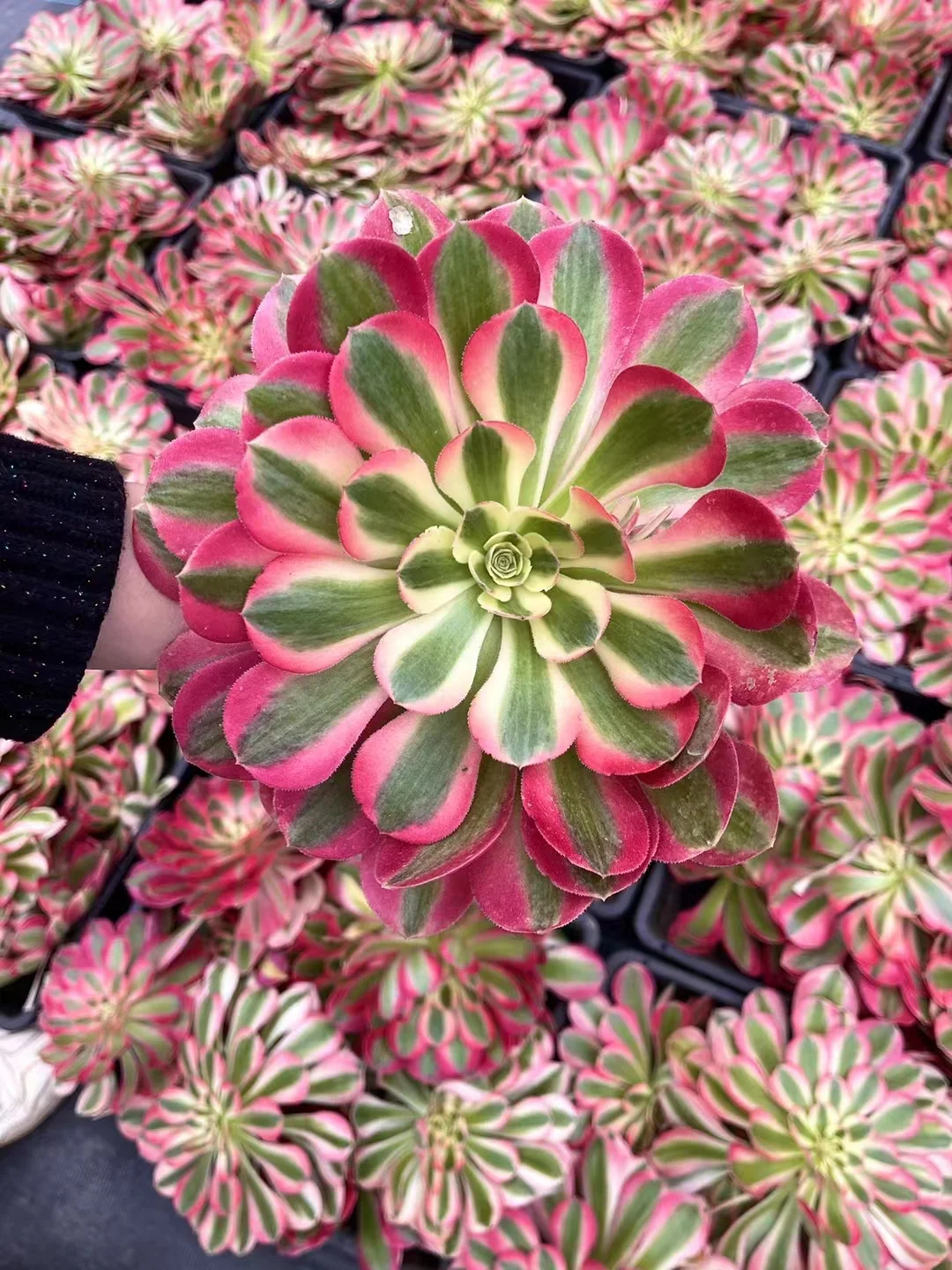 plant Aeonium Echeveria Haworthia  Caudex  Lithops Cactus  Agave 