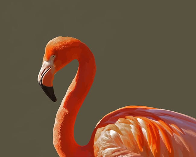 

Orange Flamingo Bird – Paint By Numbers - 40*50CM, 501 Original