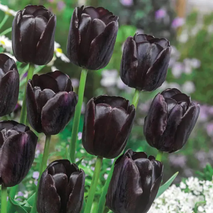Bonsai Rare Color Tulip Seeds #10