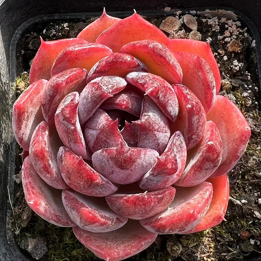 413.Odette single head 4-5cm / Echeveria / Succulent plants / Garden landscape / Carefully select healthy plants