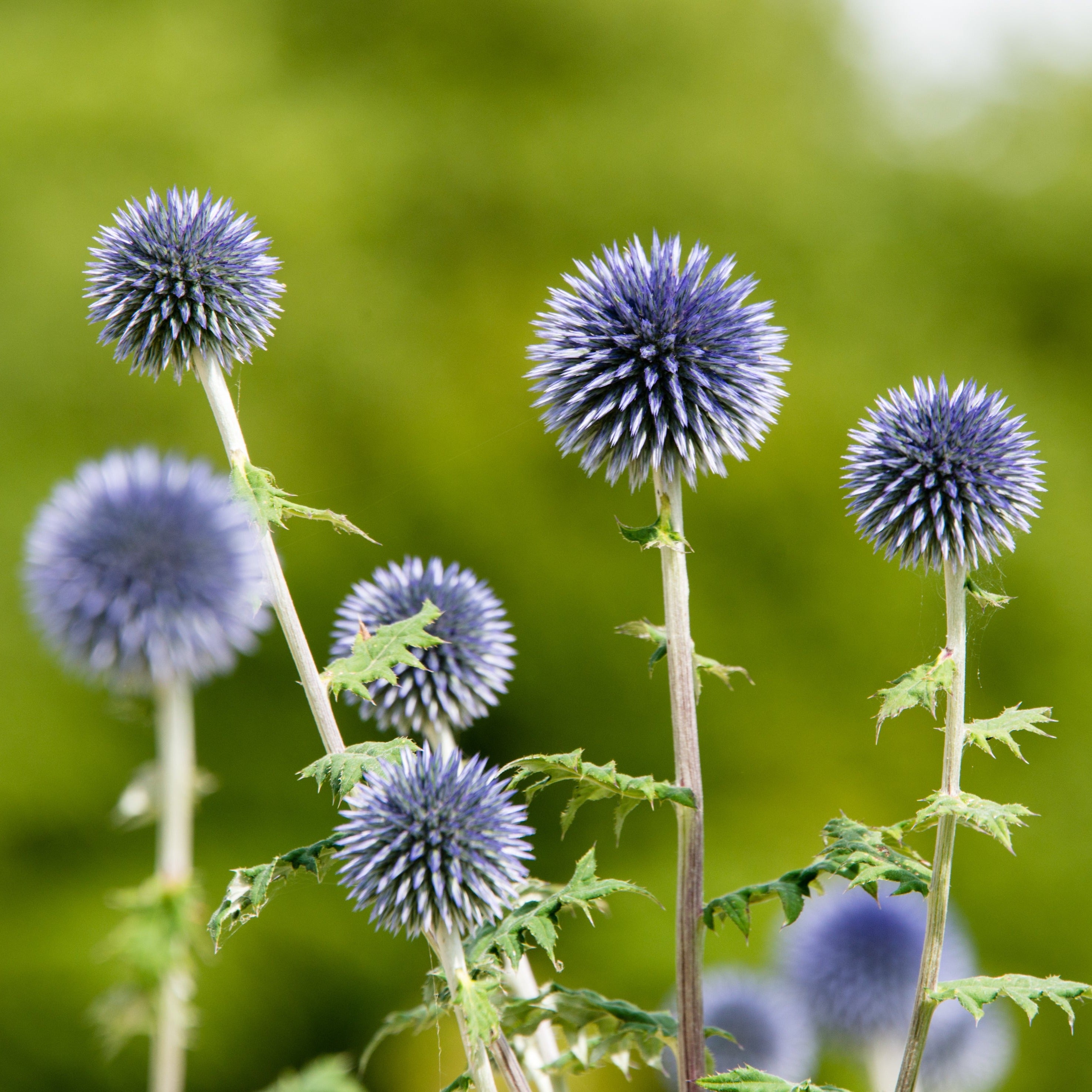 Echinops Ritro Violet Blue 'Globe Thistle' Flower | X 30 Seeds