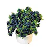 500pcs bonsai blueberry Edible Organic heirloom fruit dwarf bonsai tree potted planting for spring home garden supplies