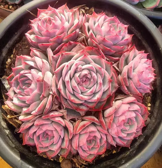 486.Echeveria   Silhouette.  single head and cluster/ Echeveria  / Succulent plants / Garden landscape / Carefully select healthy plants