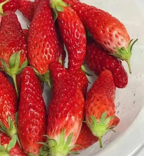 Super Sweet Chili-Shaped Strawberry Seeds🍓