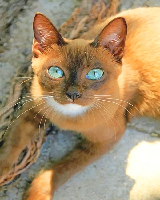 

Cat With Blue Eyes – Paint By Numbers - 40*50CM, 501 Original