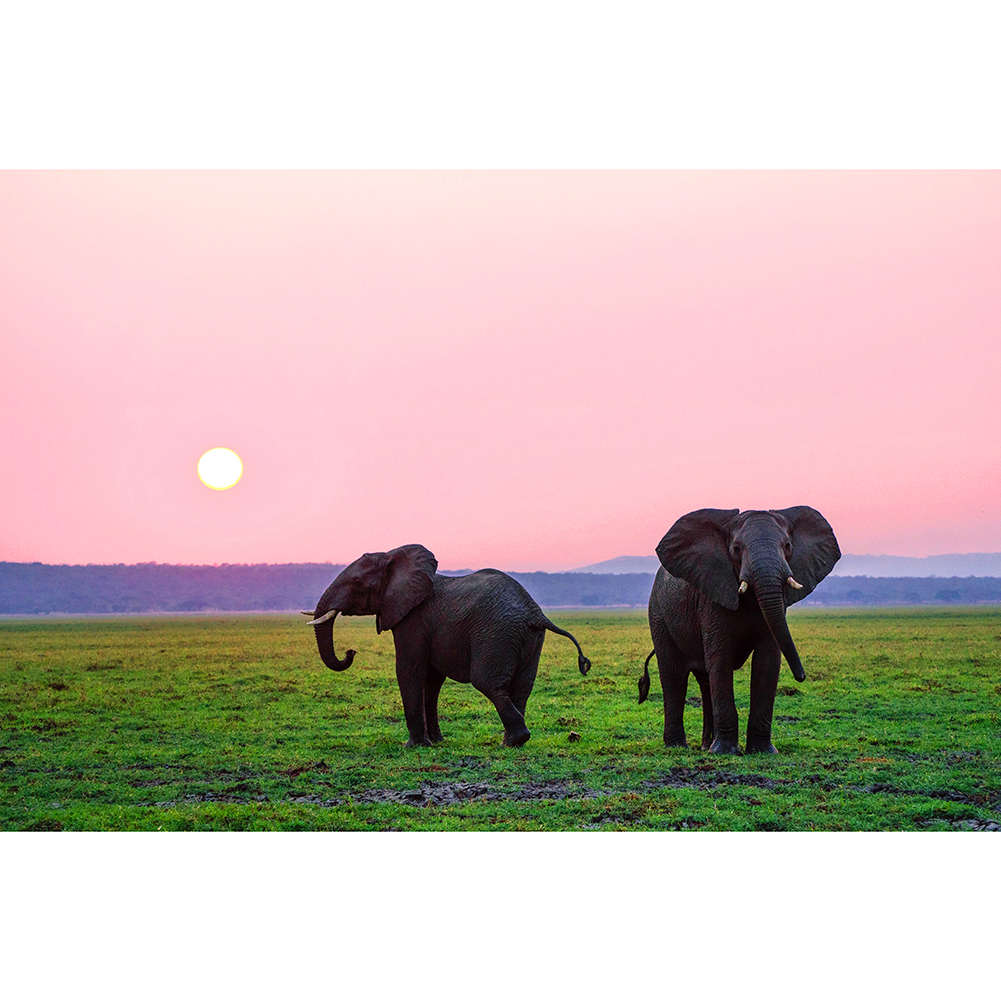 

Two Elephants - 1000 Pieces Jigsaw Puzzle, 501 Original