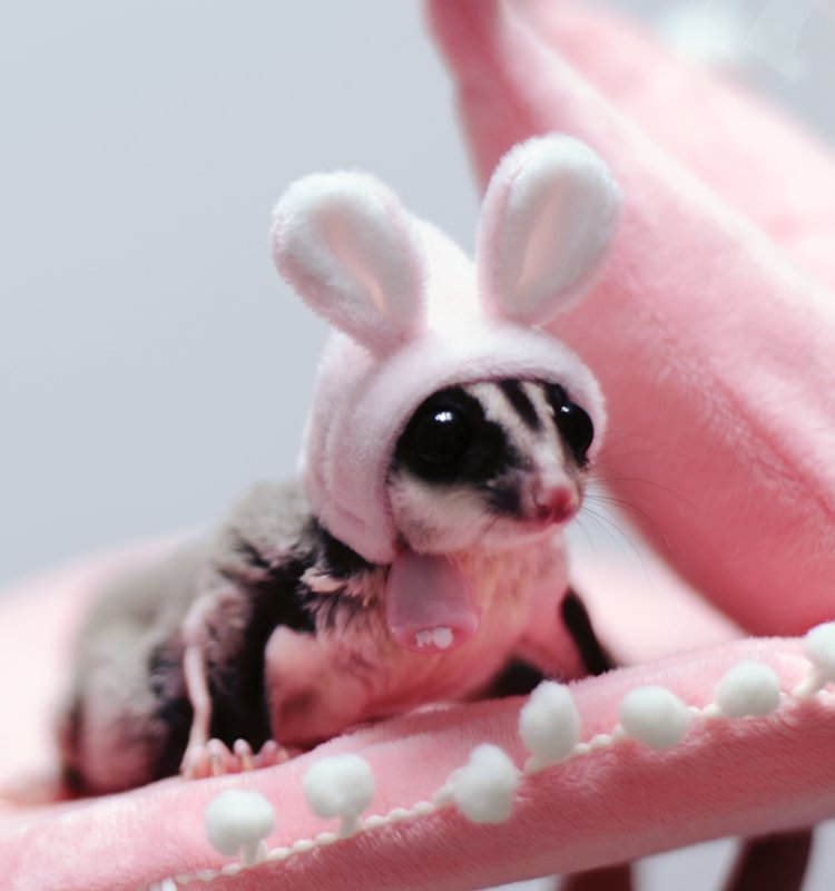 petlora Mini Cute Hat for Hamster, Hedgehog, Sugar Glider
