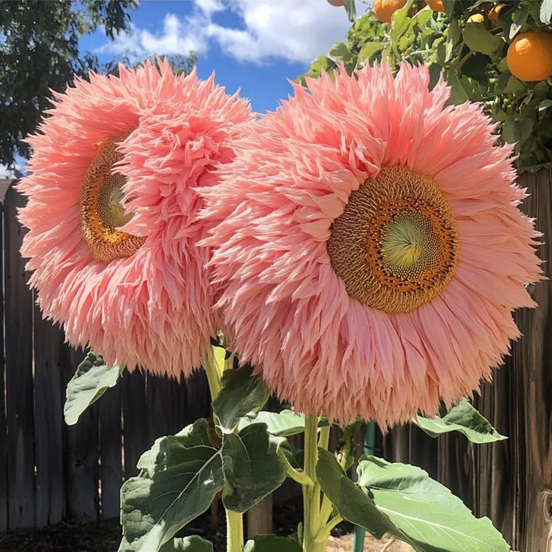 Pink Giant Teddy Bear Sunflowers