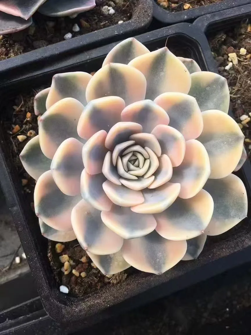 plant Aeonium Echeveria Haworthia  Caudex  Lithops Cactus  Agave 