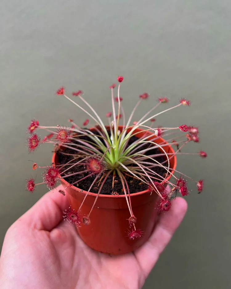 Sundew- Drosera Paradoxa