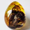Insect Amber Pendant Natural Butterfly Specimen Insect Amber Necklace Children's Hanging Accessories