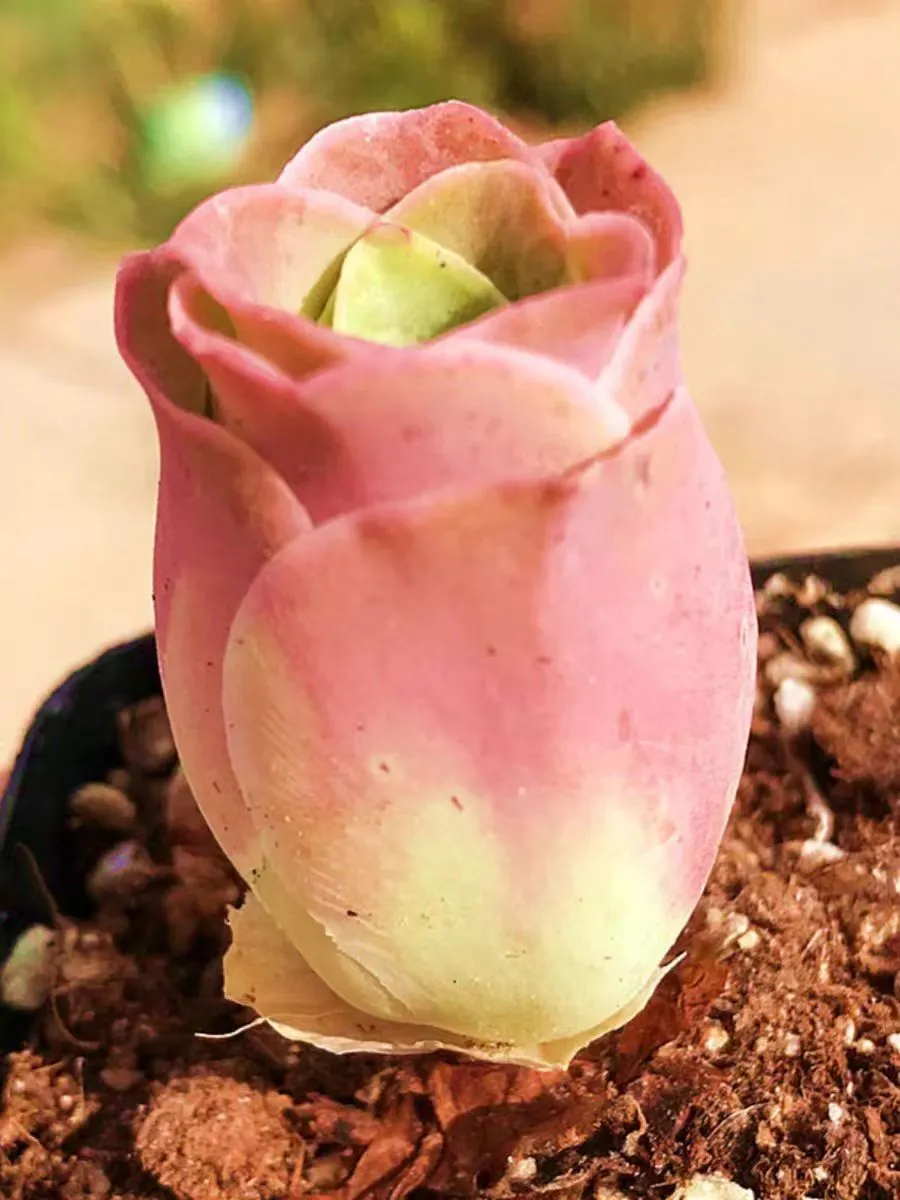 plant Aeonium Echeveria Haworthia  Caudex  Lithops Cactus  Agave 