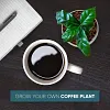Gardening Planting Coffee Seeds Flower Pot Kit Grow Your Own Coffee