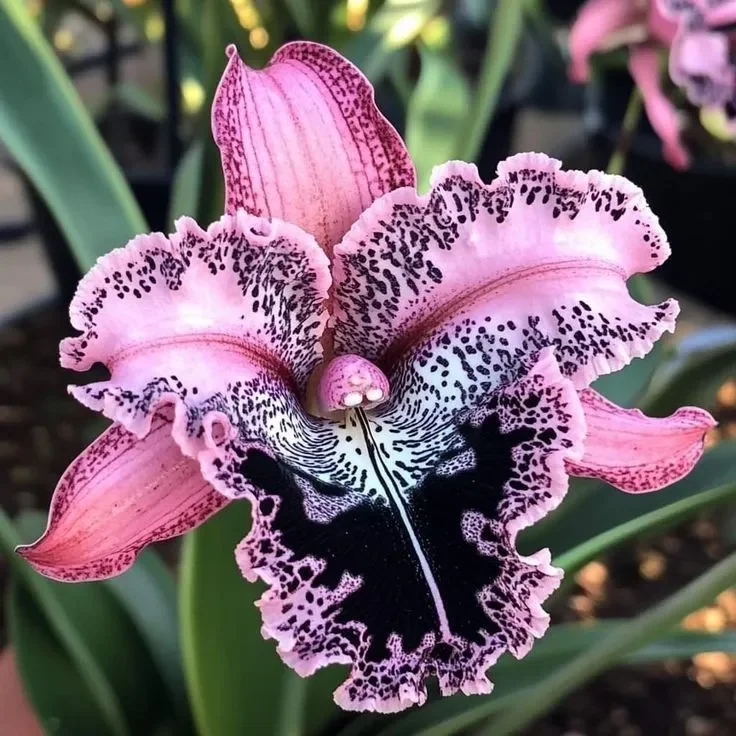 🔥【Limited Time Sale】🌺Iris Bulbs - Rare Species(#18)