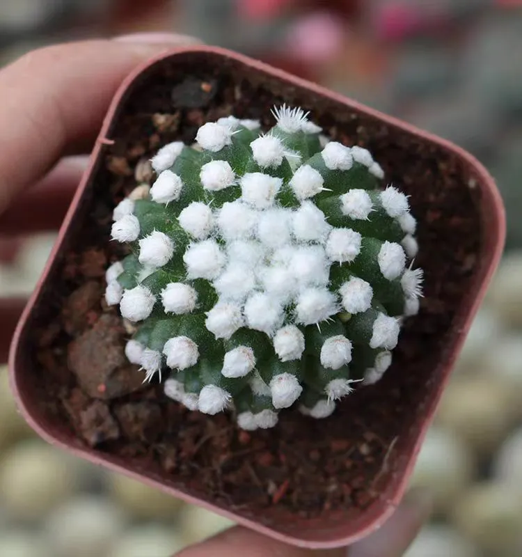 plant Aeonium Echeveria Haworthia  Caudex  Lithops Cactus  Agave 