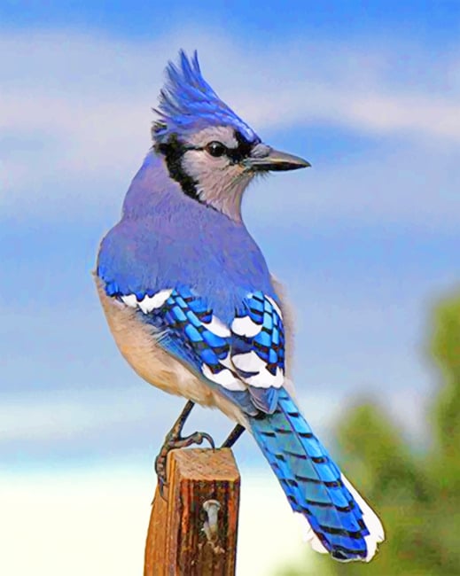 

Blue Jay Bird – Paint By Numbers - 40*50CM, 501 Original