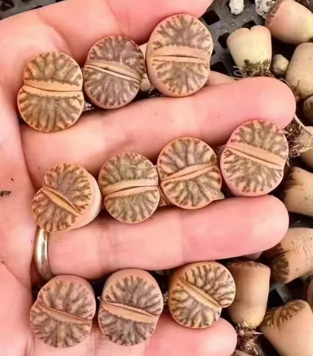 plant Aeonium Echeveria Haworthia  Caudex  Lithops Cactus  Agave 